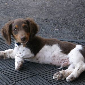 Meet your Posher, Bruce